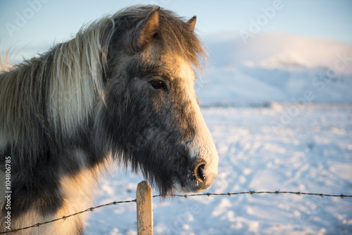 Fototapeta Naklejka Na Ścianę i Meble -  Icelandic colored horse on a sunny winter day with snow on background, Iceland