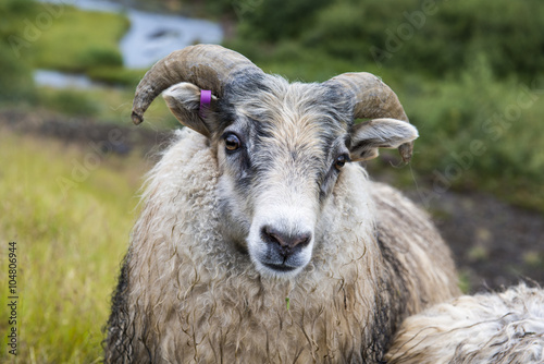 Colored Icelandic sheep on a green meadow, Iceland