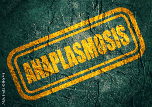 Stamp with anaplasmosis text over concrete textured background. Medical science relative theme photo