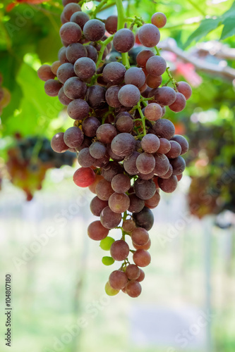 Grapes