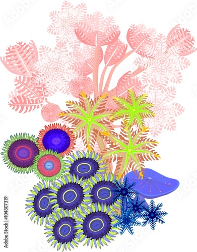 Clavularia, pumping xenia, zoanthus - soft coral photo