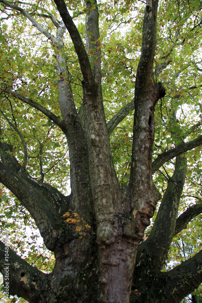 Sycamore / Powerful sycamore tree in the park Brugg
