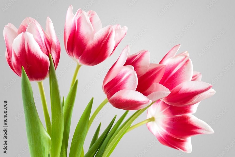 Naklejka premium Bouquet of pink tulips.