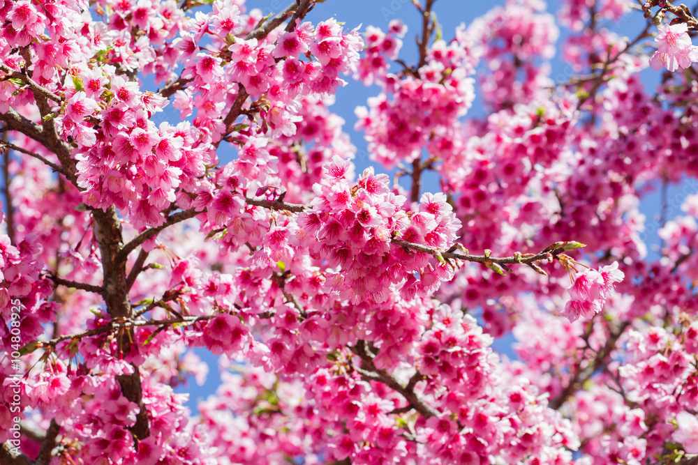 Pink sakura blossoms Background sky