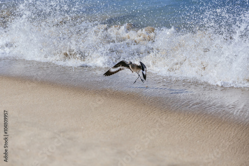 A willet bird  type of sandpiper running from ocean wave