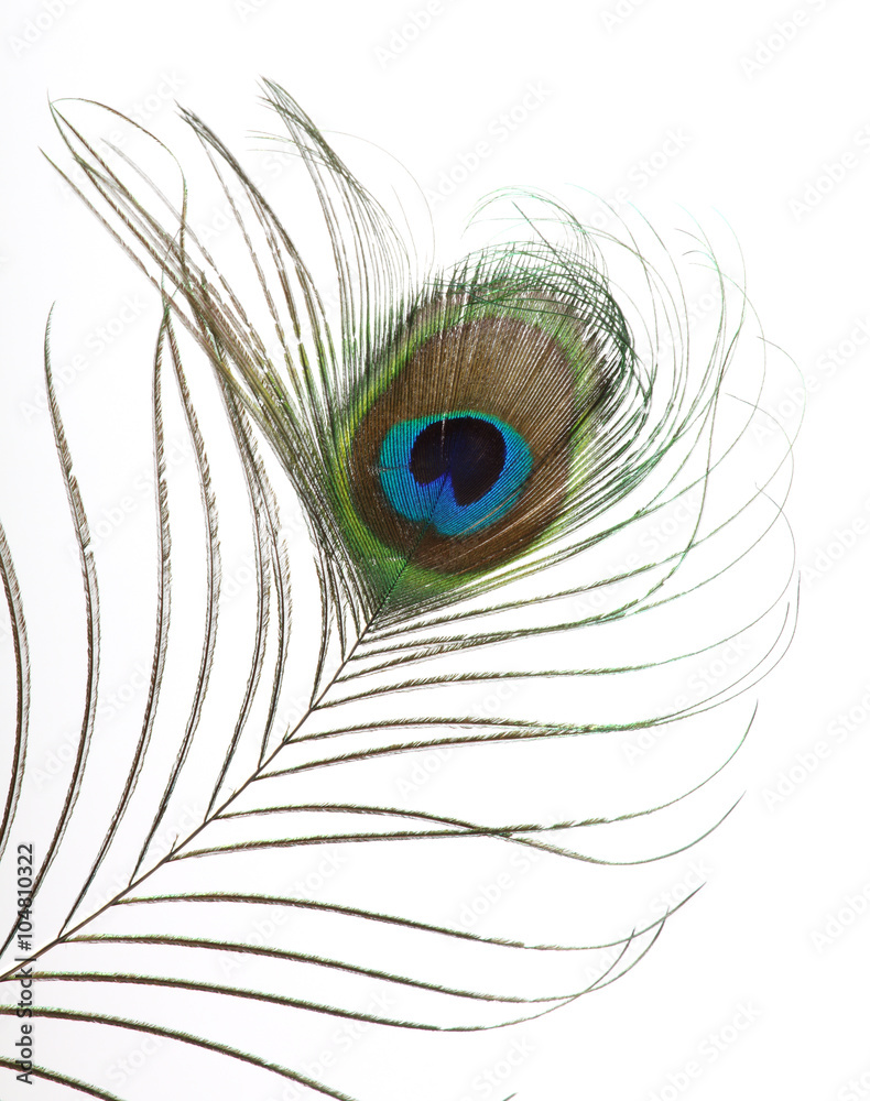 Obraz premium peacock feathers