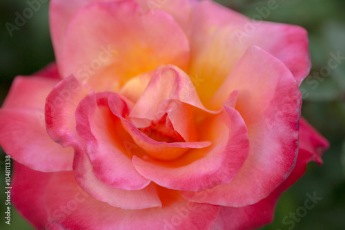 Damask rose  Rosa damascene  blooming in Northern California.