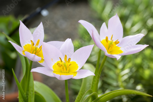 Fototapeta Naklejka Na Ścianę i Meble -  Tulipa Saxatilis (Turkish Tulip)
