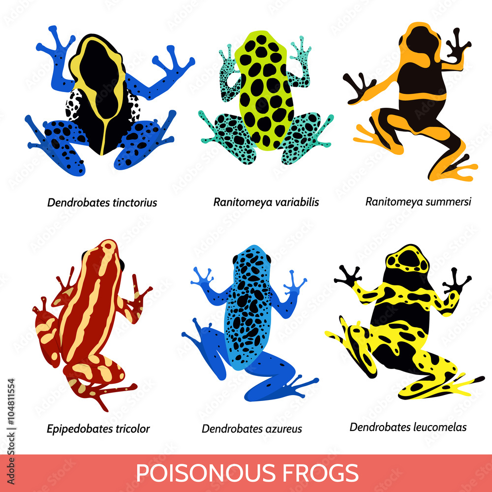 Fototapeta premium Set of different poisonous frogs, flat design. Vector illustration of poisonous frogs on a white background.Set of isolated frogs. Frog water and frog tree. Dyeing dart frog. Blue poison dart frog