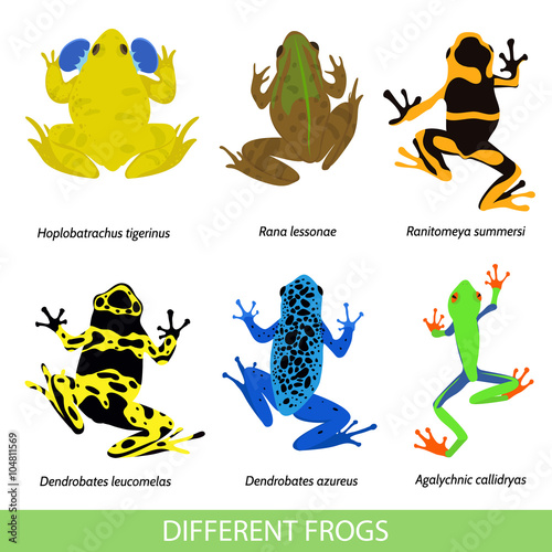 Set of different frogs, flat design. Vector illustration of frogs on a white background. Poisonous frog. Frog pond. Set of isolated frogs. Frog clip-art. Frog water and frog tree