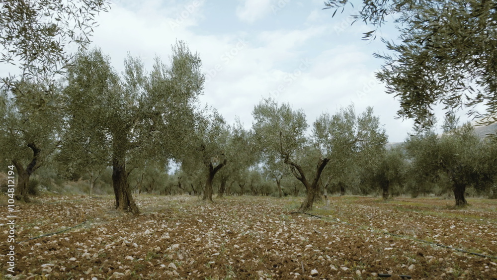 4K UHD field of olive trees walking tracking pov steadicam 4K UHD field of olive trees walking tracking pov steadicam