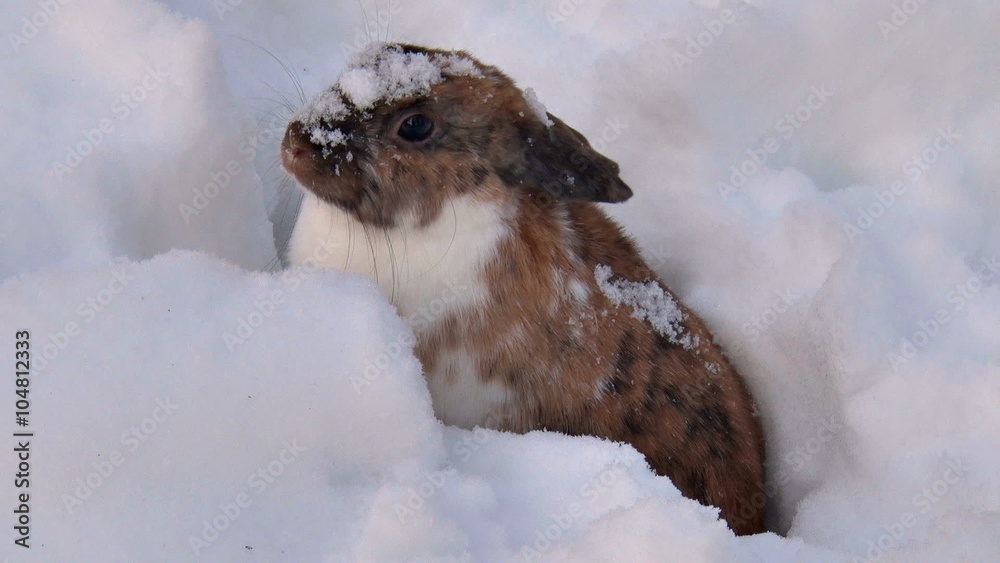 Fluffy Rabbit Sits in Snow in Winter / Funny Bunny peeking out from a winter snow
