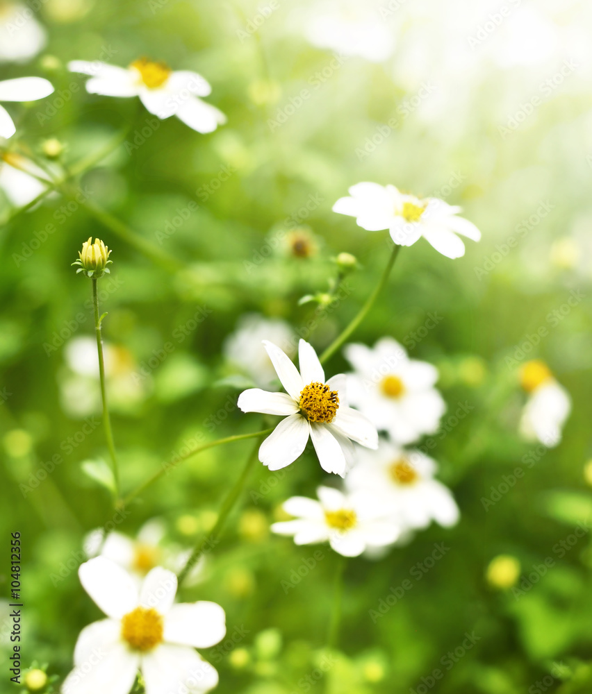 Wild marguerites or white flowers in the sun. Wildflowers with copy space and selective focus on the foreground.