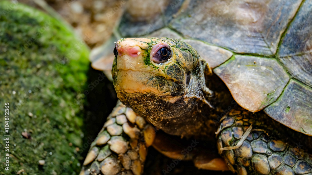 Naklejka premium Closeup of a turtle head watching the observer 