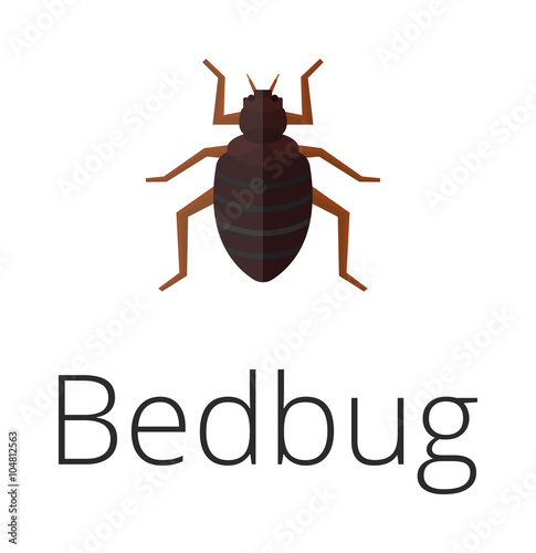 Bedbug parasite vector illustration.