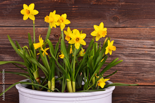 Fototapeta Naklejka Na Ścianę i Meble -  Ostern, Narzissen 