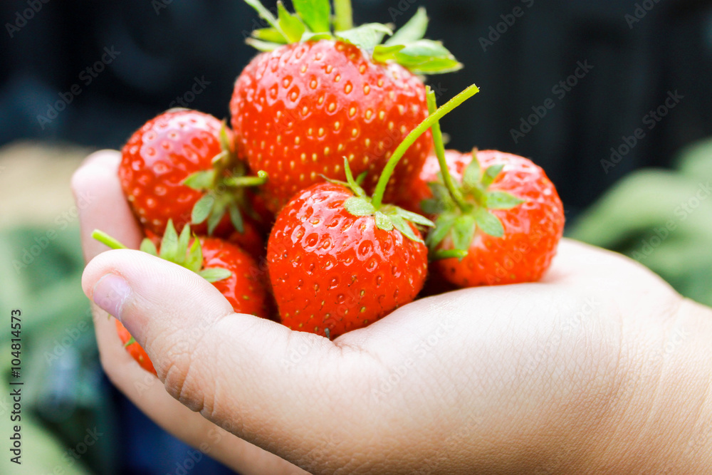 Obraz premium stawberries in hand