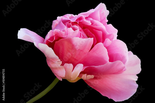 Red peony