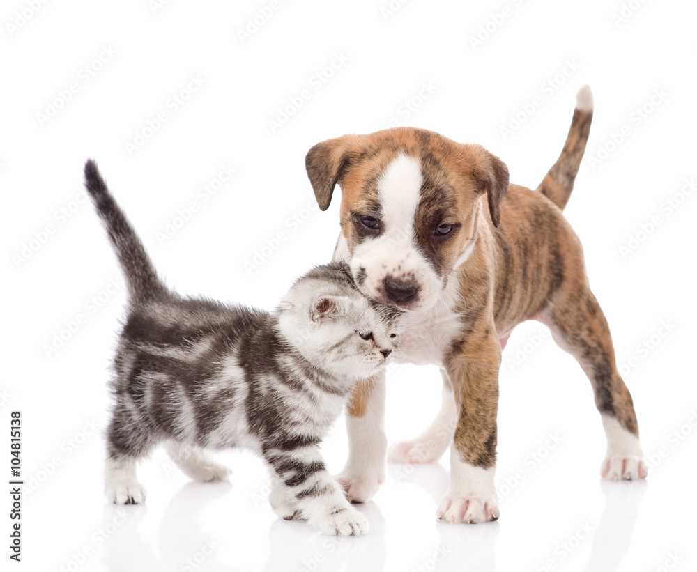 puppy kissing kitten. isolated on white background