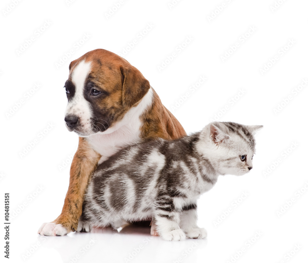 Cat and dog looking every which way. isolated on white backgroun