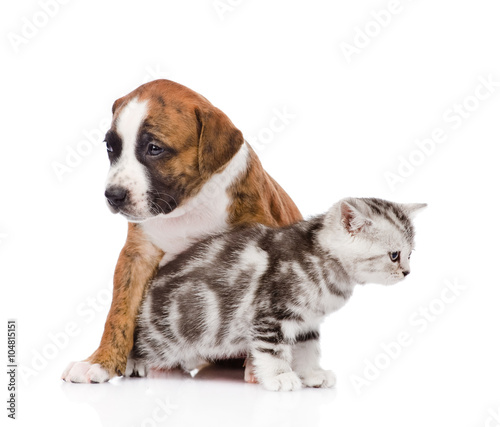Cat and dog looking every which way. isolated on white backgroun © Ermolaev Alexandr