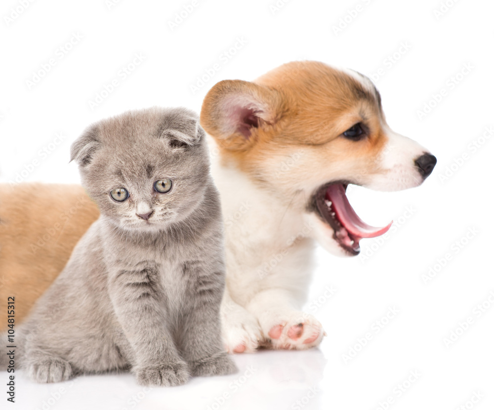 Sad kitten and Pembroke Welsh Corgi puppy together. isolated on