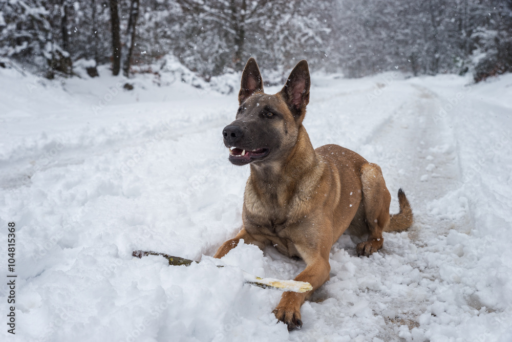 Belgian Malinois dog playing in the snow