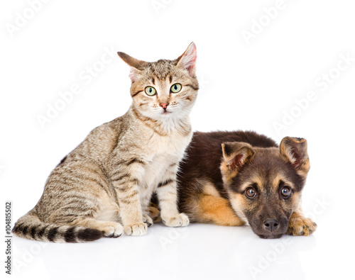 tabby cat sitting next to a sad dog. isolated on white backgroun