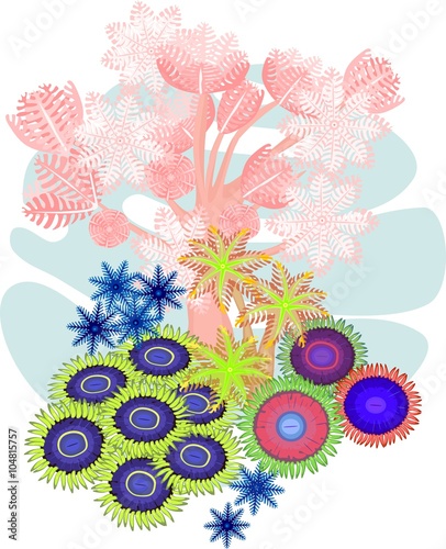 Clavularia, pumping xenia, zoanthus - soft coral photo