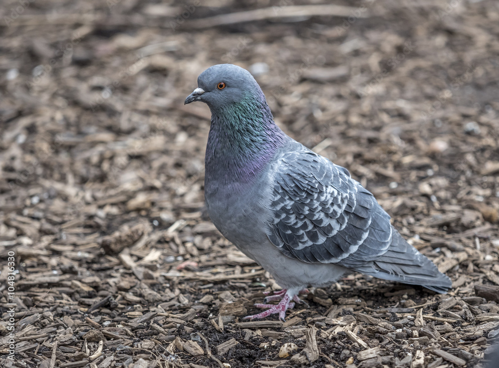 Obraz premium Feral pigeons,Columba livia domestica