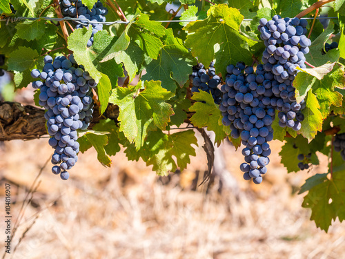 Bunches of red grapes growing in one of the vineyards in Stellenbosh, South Africa. photo