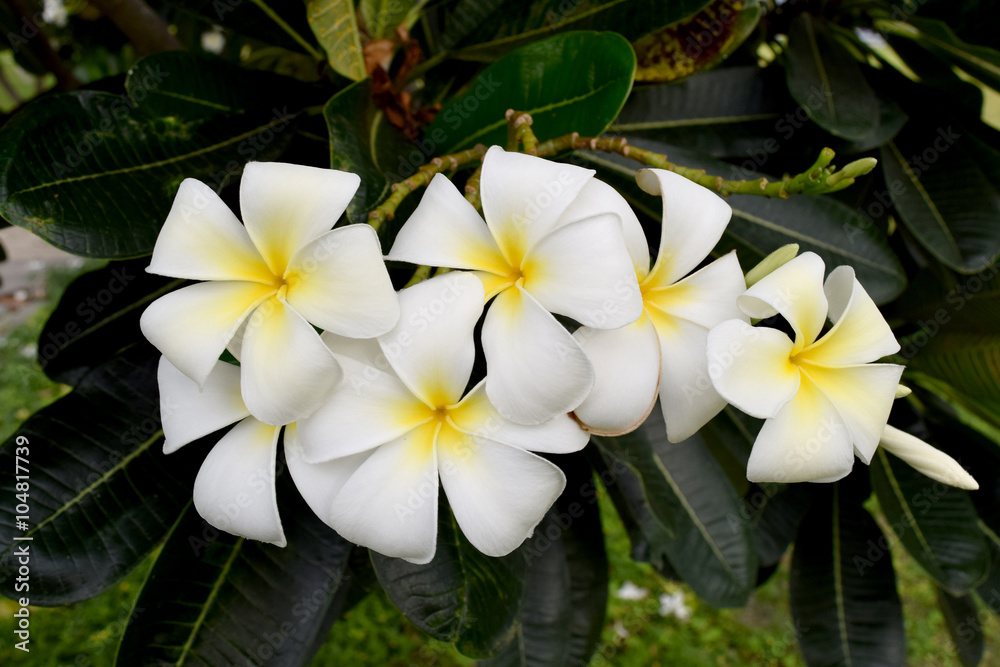 White Plumeria or Frangipani and leaf on tree White Plumeria or Frangipani and leaf on tree
