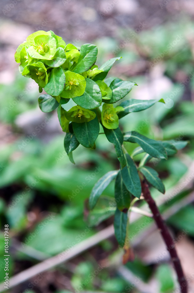 Fiore nel bosco.