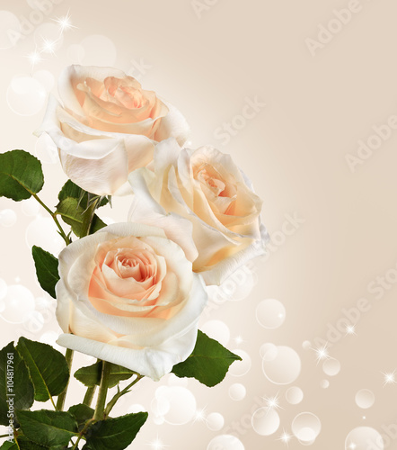 Delicate bouquet of roses on a light background