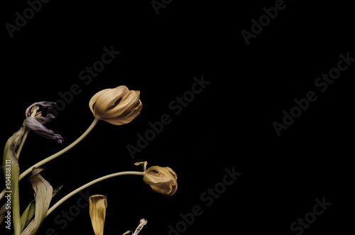 Withered flowers on a black background