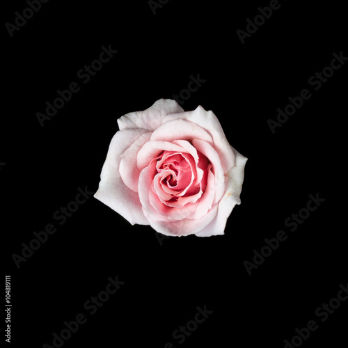 pink rose on black color background