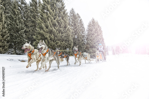 Sled dog race on snow in winter © Andrea