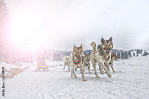 Sled dog race on snow in winter