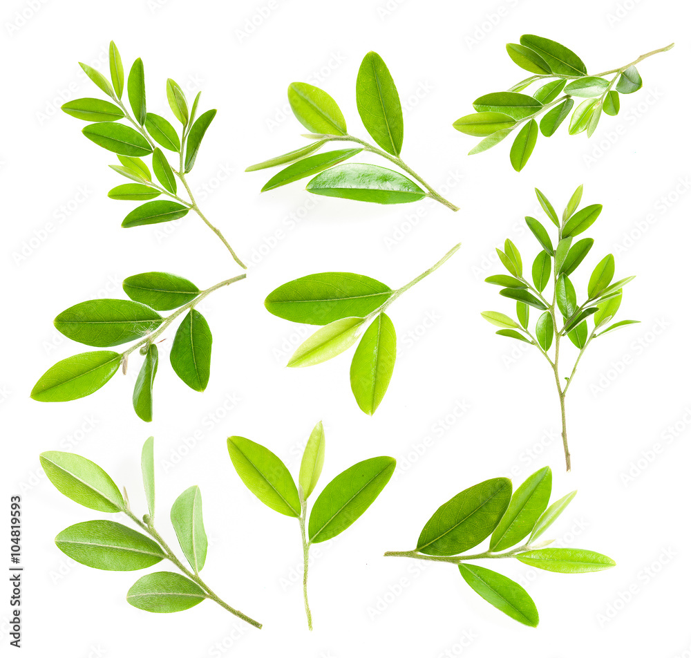 Green leaf isolated over white background Green leaf isolated over white background