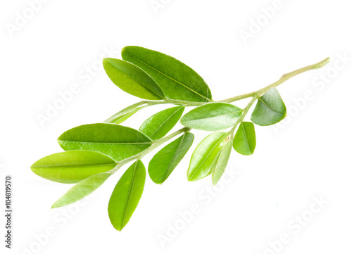 Green leaf isolated over white background