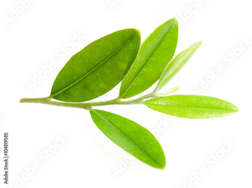Green leaf isolated over white background