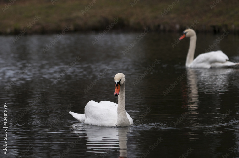 White swan swimming in pond