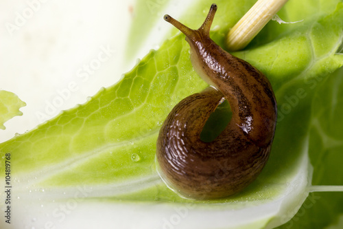 Slug