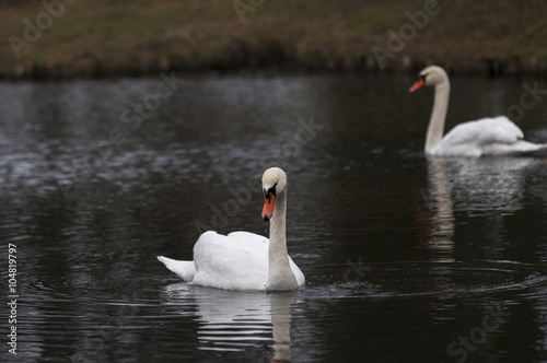 White swan swimming in pond © Maciej Sobczak