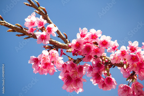 cherry blossom  photo