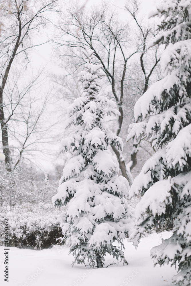 winter winter