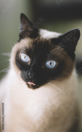 cat surprised © Kuzmaphoto