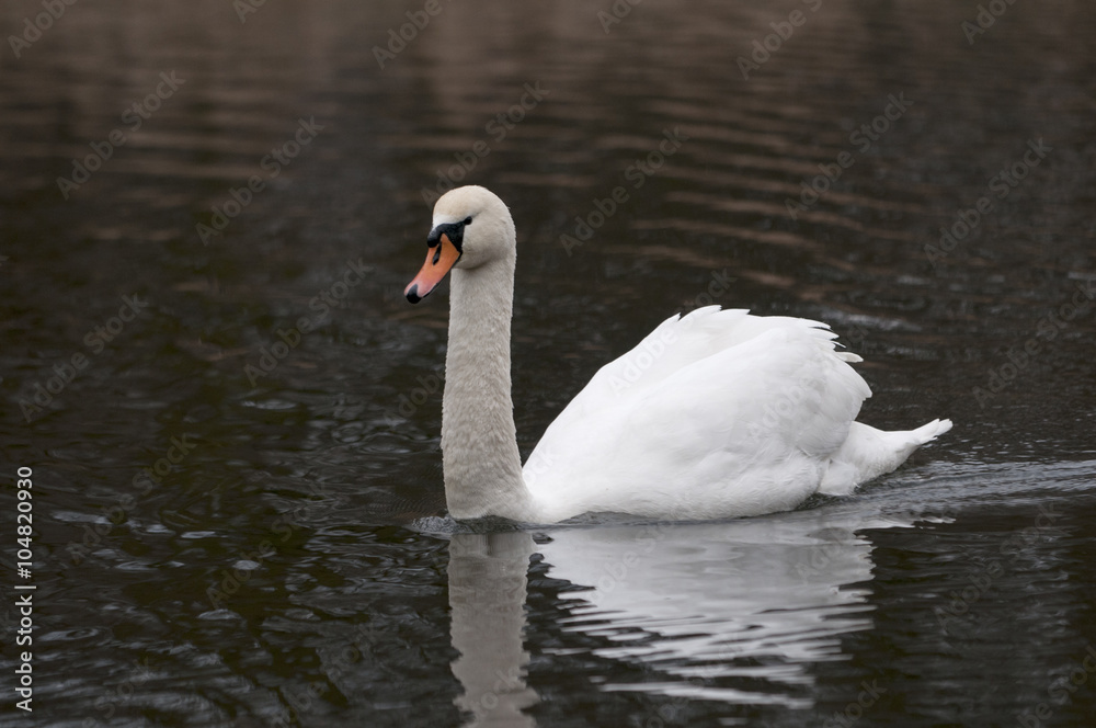 White swan swimming in pond White swan swimming in pond