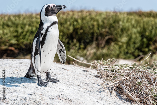 Obraz na plátně Penguin surveying the surroundings.