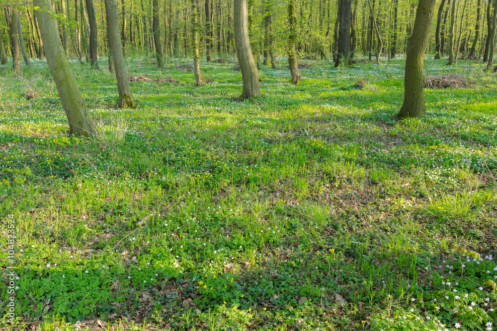 Wald bei Freyburg/Unstrut im Frühling, Sachsen-Anhalt Wald bei Freyburg/Unstrut im Frühling, Sachsen-Anhalt